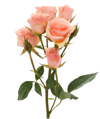 SPRY ROSE 40cm PEA Ilse 10 St(Stems)
