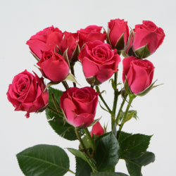 SPRY ROSE 50cm DPK Lovely Lydia 10 St(Stems)