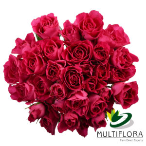 SPRY ROSE 40cm DPK Supernova 10 St(Stems)