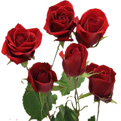 SPRY ROSE 50cm RED Scarlett Mimi 10 St(Stems)