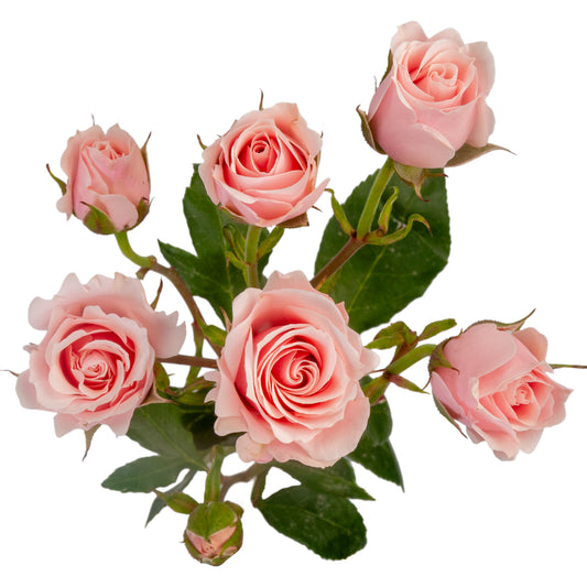 SPRAY ROSES MAJOLICA LIGHT PINK