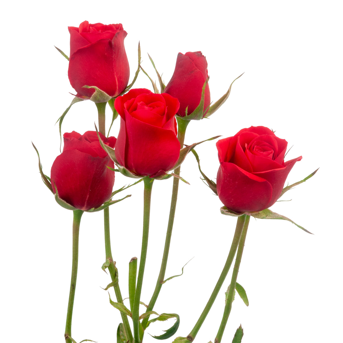 SPRAY ROSES SCARLET MIMI
