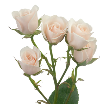 SPRY ROSE MAJOLIKA WHITE 40CM