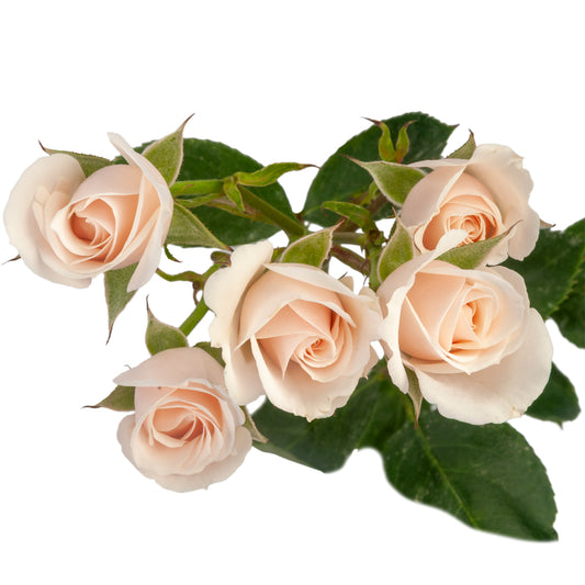 SPRY ROSE MAJOLIKA WHITE 50CM