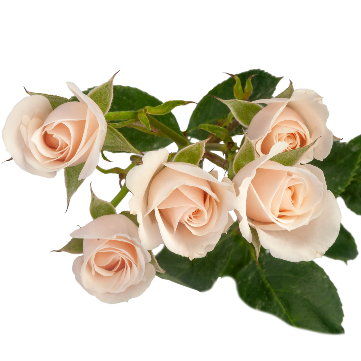SPRAY ROSES WHITE MAJOLICA
