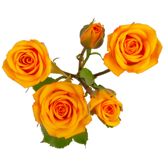 SPRY ROSE YELLOW BABE 40CM