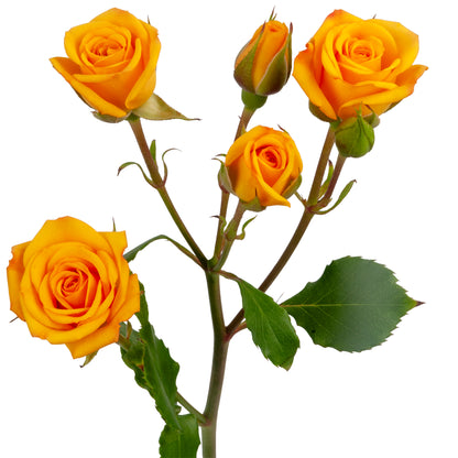 SPRAY ROSES BABE YELLOW