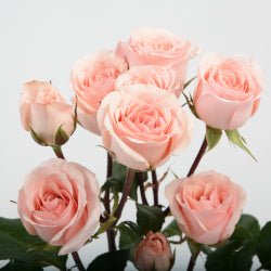 SPRY ROSE 50cm LPK Star Blush 10st 10 St(Stems)