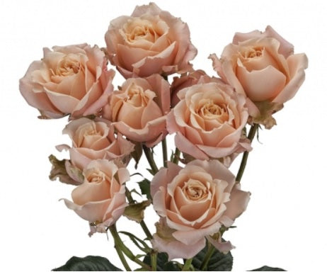 SPRAY ROSES SAHARA SENSATION CREAM 10ST 50cm