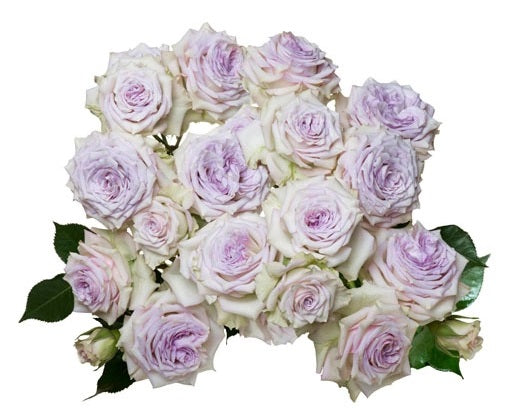SPRY ROSE 50cm LAV Silver Mikado 10 St(Stems)
