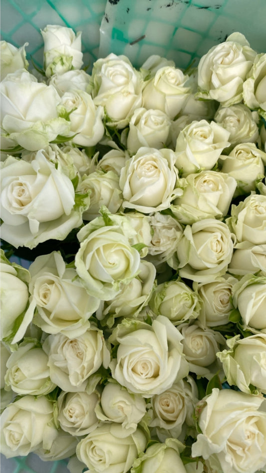 SPRAY ROSES SWEET DREAMS WHITE 10ST 50