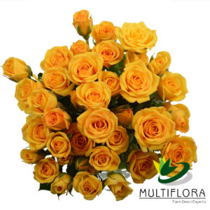 SPRY ROSE 60cm YEL Yellow Babe 10 St(Stems)