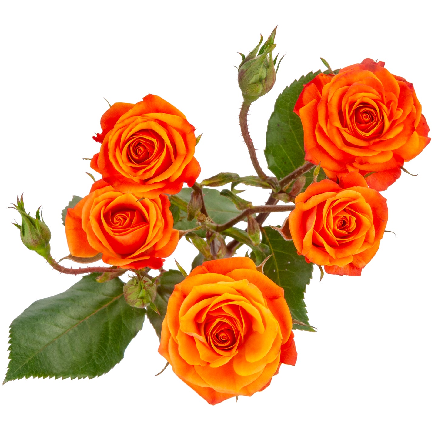SPRY ROSE MAMBO 40CM