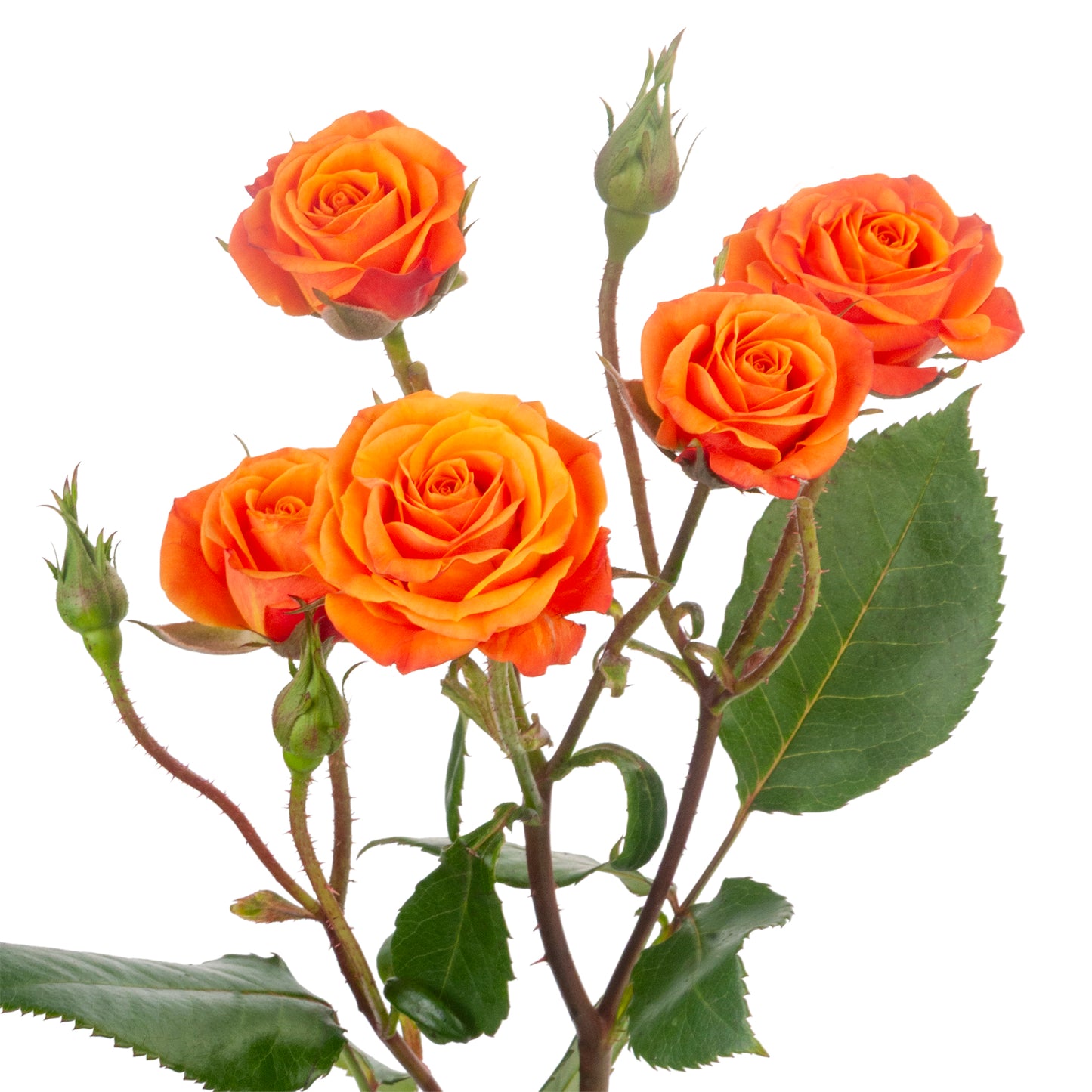 SPRY ROSE MAMBO 40CM