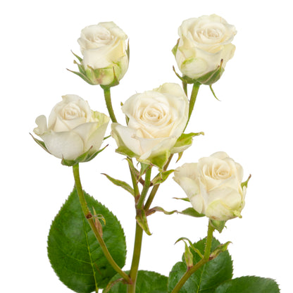 SPRY ROSE SNOW FLAKE 40CM