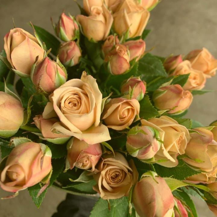 SPRAY ROSES CHOCOLATE EARTH TONE10ST 50cm