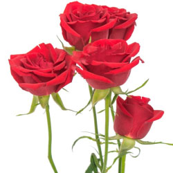 SPRAY ROSES SCARLET MIMI 10ST 40cm