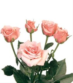 SPRAY ROSES SENTHYNA 50cm
