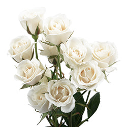 SPRAY ROSES SNOWFLAKE WHITE 10ST 40cm