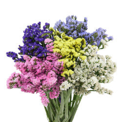 STATICE ASSORTED 10ST 60cm