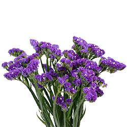 STATICE 70cm LAV Lavander 10st(Bunches)