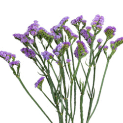 STATICE LAVENDER 10ST 60cm