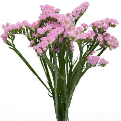 STATICE PINK 10ST 60cm
