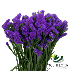 STATICE 70cm PUR Purple 10st(Bunches)