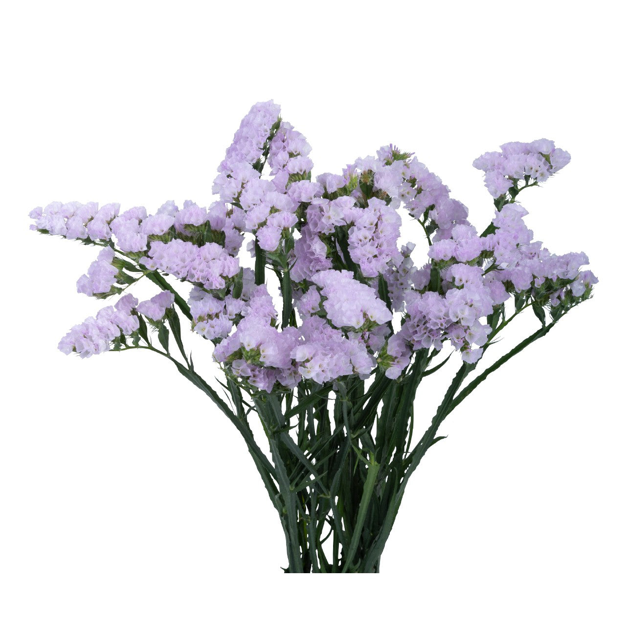 STATICE 70cm LAV Tessa Lavender 10st(Bunches)