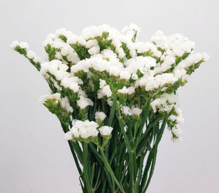 STATICE 60cm WHI White 10 st(Bunches)