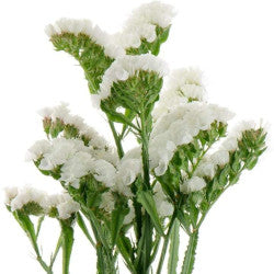 STATICE WHITE 10ST 60cm