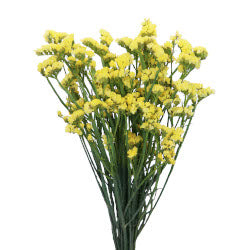 STATICE YELLOW 10ST 60cm