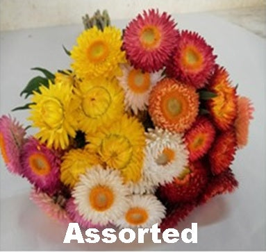 STRAWFLOWER 60cm AST Assorted 10st 10 St(Stems)