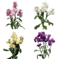 STOCK 60cm AST Double Blm. Assorted 10 St(Stems)