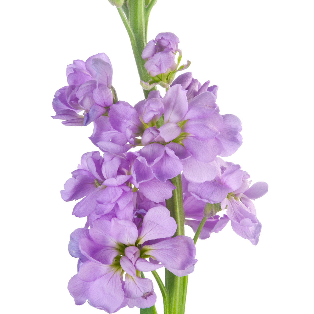 STOCK DOUBLE BLM. LAVENDER 70CM