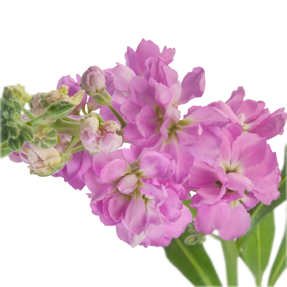 STOCK DOUBLE BLM PINK 70CM