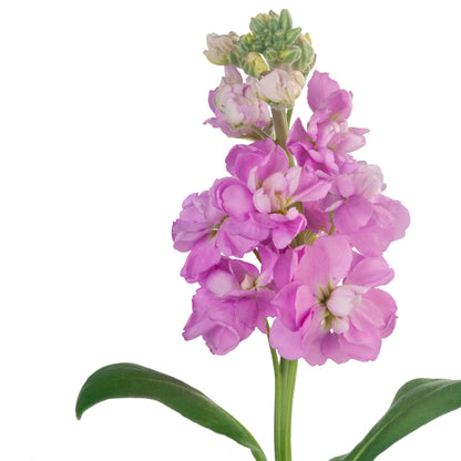 STOCK DOUBLE BLM PINK 70CM