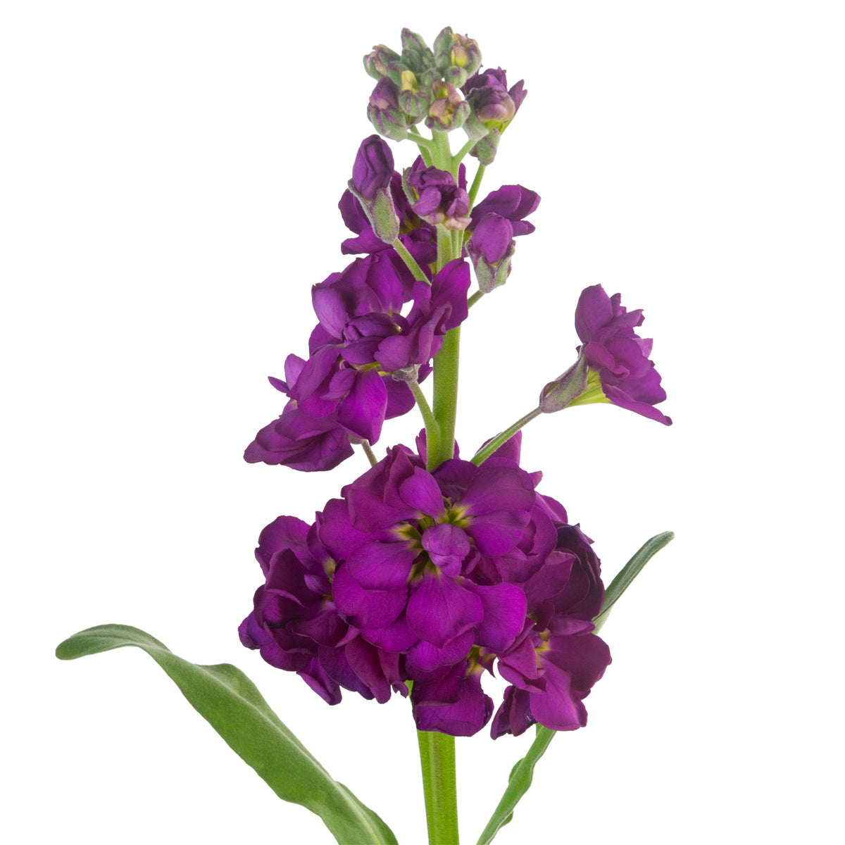STOCK DOUBLE BLM. PURPLE 70CM