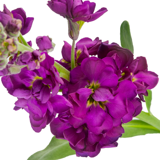 STOCK DOUBLE BLM. PURPLE 70CM