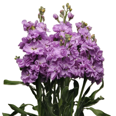 STOCK 70cm LAV DOUBLE KATZ LAVENDER BLUE 10ST 10 St(Stems)