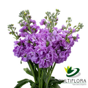 STOCK 60cm LAV Double Blm. Lavender 10st 10 St(Stems)