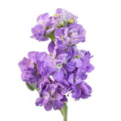 STOCK DOUBLE LAVENDER 10 ST Select
