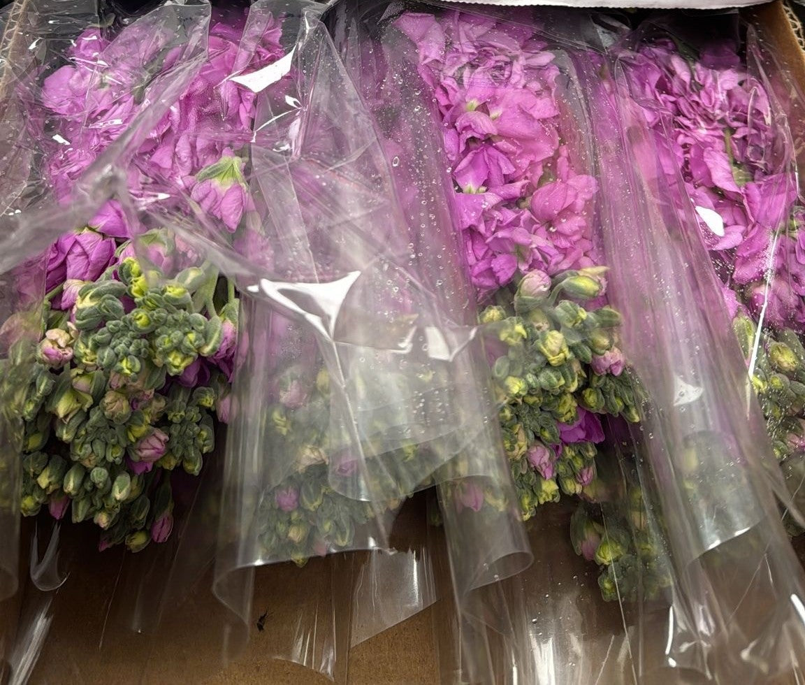 STOCK KATZ PINK 10 ST Select