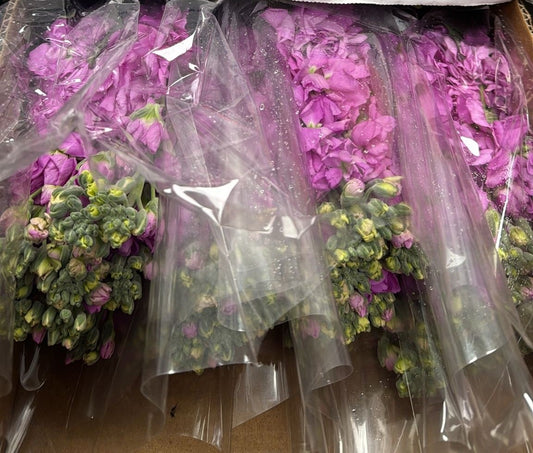 STOCK KATZ PINK 10 ST Select
