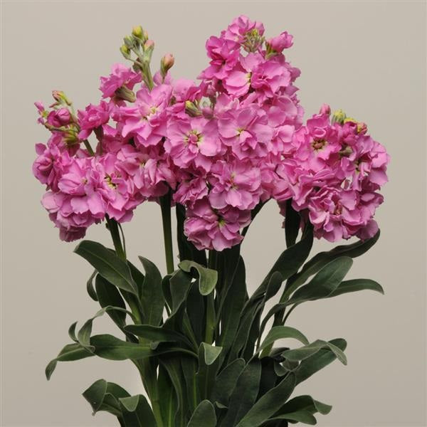 STOCK DOUBLE PINK 10ST 70cm