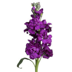 STOCK DOUBLE PURPLE 10 ST Select