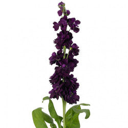 STOCK DOUBLE DARK PURPLE 10 ST Select