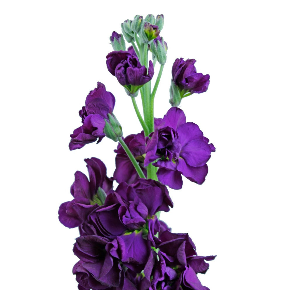 STOCK 70cm PUR Double Blm. Dark Purple 10 St(Stems)