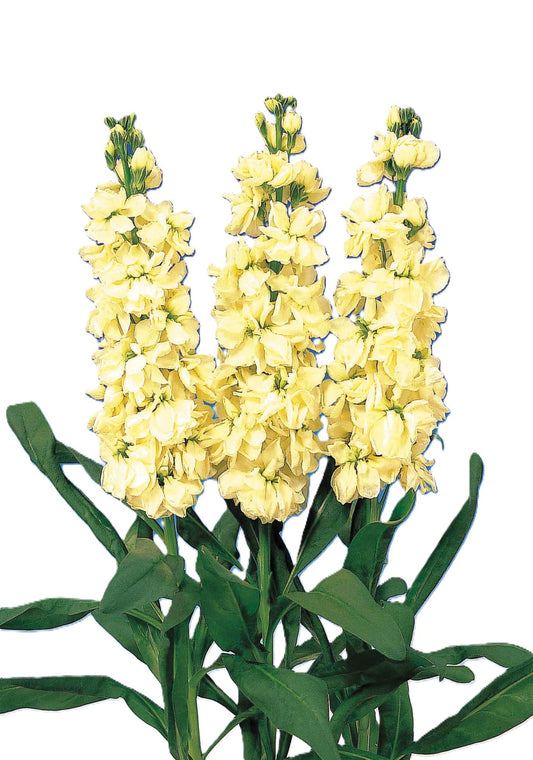 STOCK 70cm YEL Double Blm.Yellow 10st 10 St(Stems)