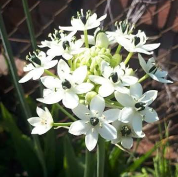 ORNITHOGALLUM ARABICUM 10ST 65